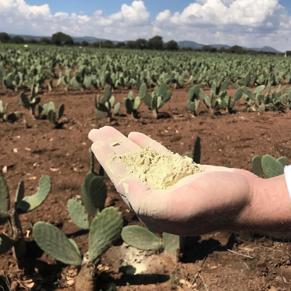 Cacti powder which can be transformed into alternative leather